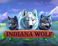 Indiana Wolf Indiana Wolf